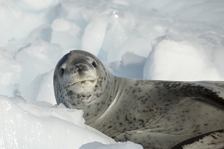 Leopard seal - Antarctica Peninsula