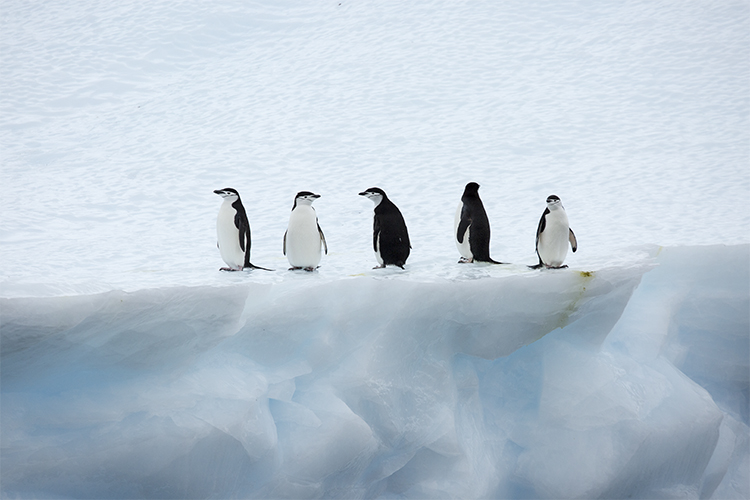 Chinstrap Penguin - Gold Harbour - Antarctica Peninsula