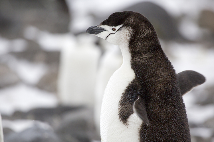 Chinstrap Penguin - Halfmoon Island - Antarctica Peninsula