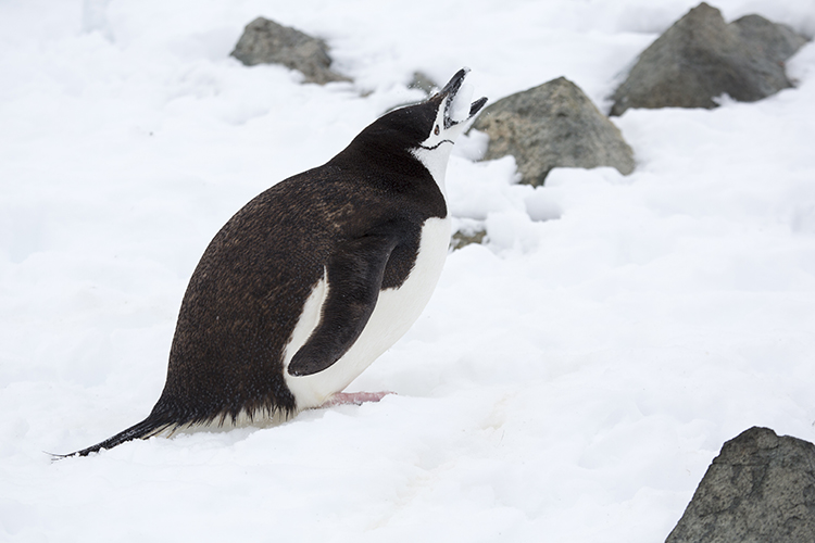 Chinstrap Penguin - Halfmoon Island