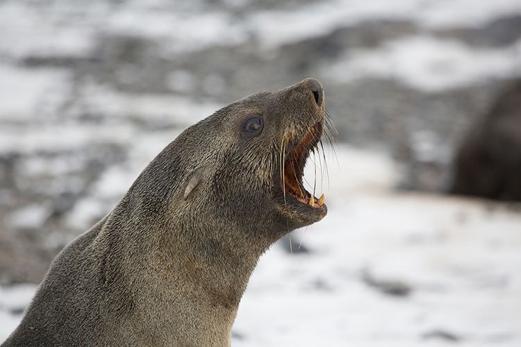 Seal - Deception Island - Antarctica Peninsula