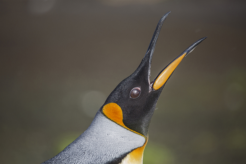 Call of King Penguin - South Georgia