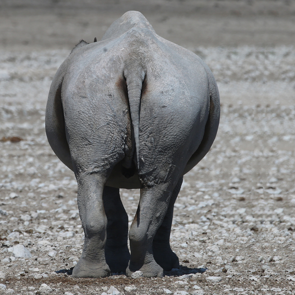 Rhino Ass Backside