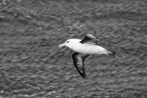 black browed albatross flying
