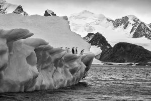 antarktis Eisberg Pinguine