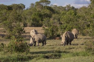 Ol Pejeta Sudan Southern white rhino