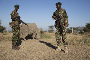 Ol Pejeta Sudan Southern white rhino