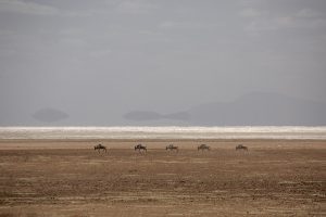 Tansania-dry-lake-manyara-animals-wildbeest