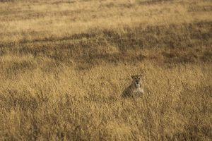 Tansania Ngorongoro crater-Lion -grassplant