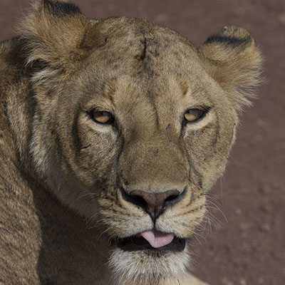 tansania-ngorongoro-portrait-lion-africa