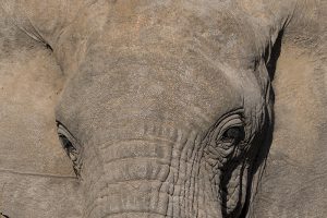Afrika elefant Portrait