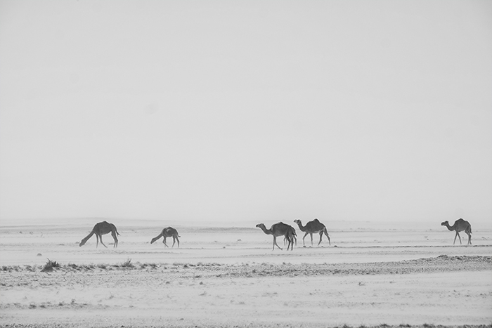 mauritania desert travel