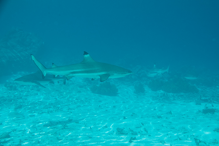 south pacific reef sharks