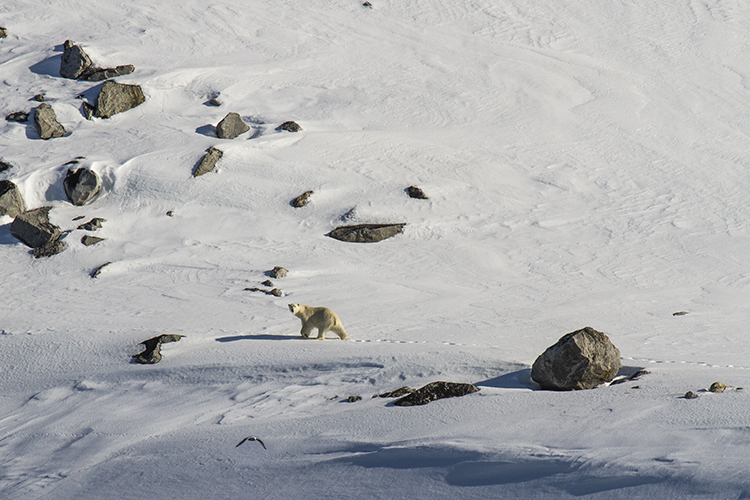 spitzbergen-arktis-bär
