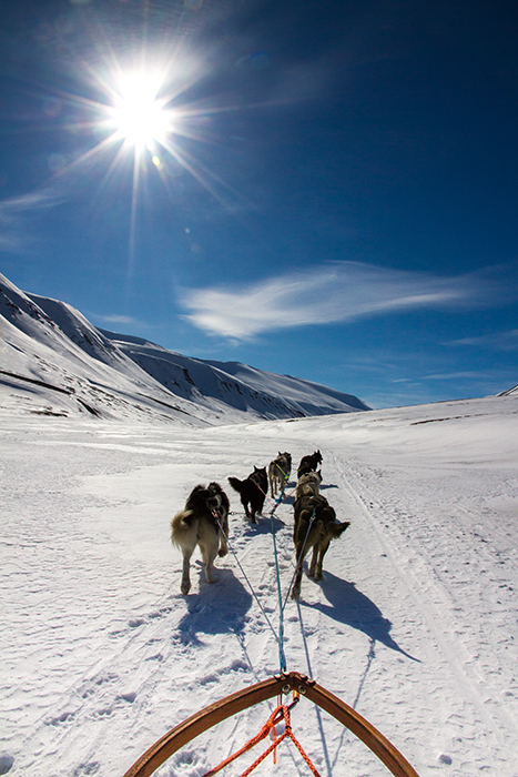 Schlittenhunde Sonne Arktis