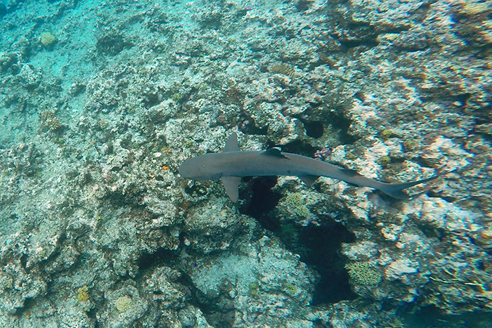 Fiji Riffhai snorkel