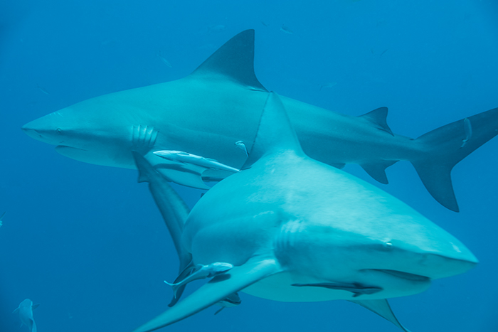 Fiji shark dive