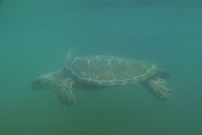 Samoa Turtle swimming