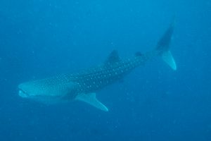 Whale Shark Dive