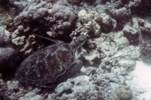 Turtle Dive underwater