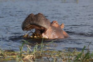Hippo -Chobe River Botswana