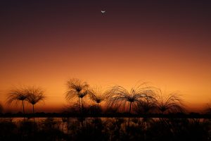Papyrus Okavango sunrise