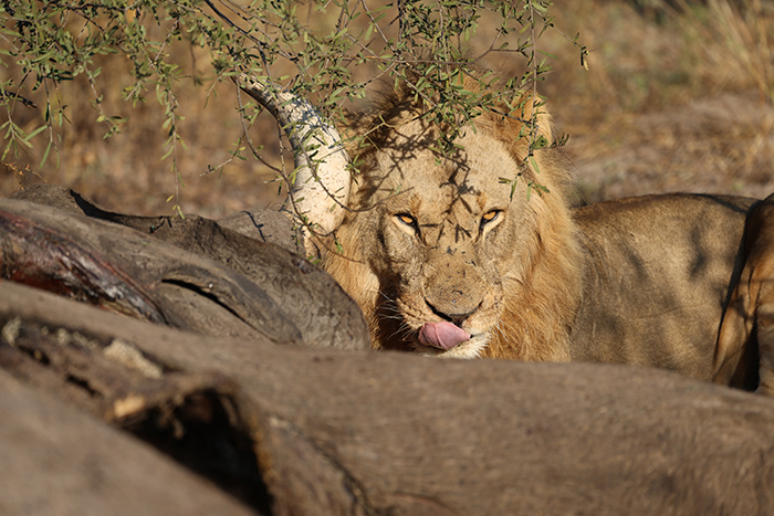 Löwe Chobe Afrika