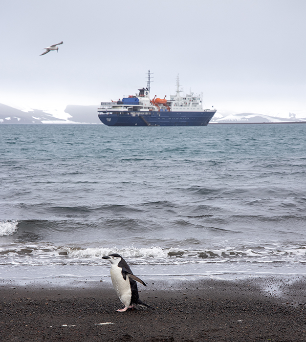 antarktis schiff pinguin