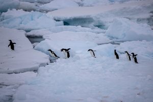 antarktis ice pinguine