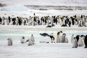 Antarctic emperor penguin