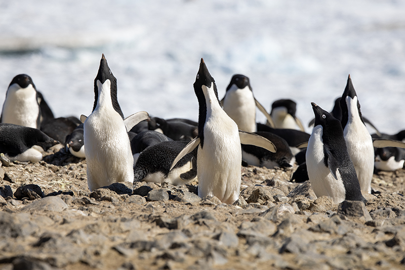 Antarktis Pinguine Gefahr
