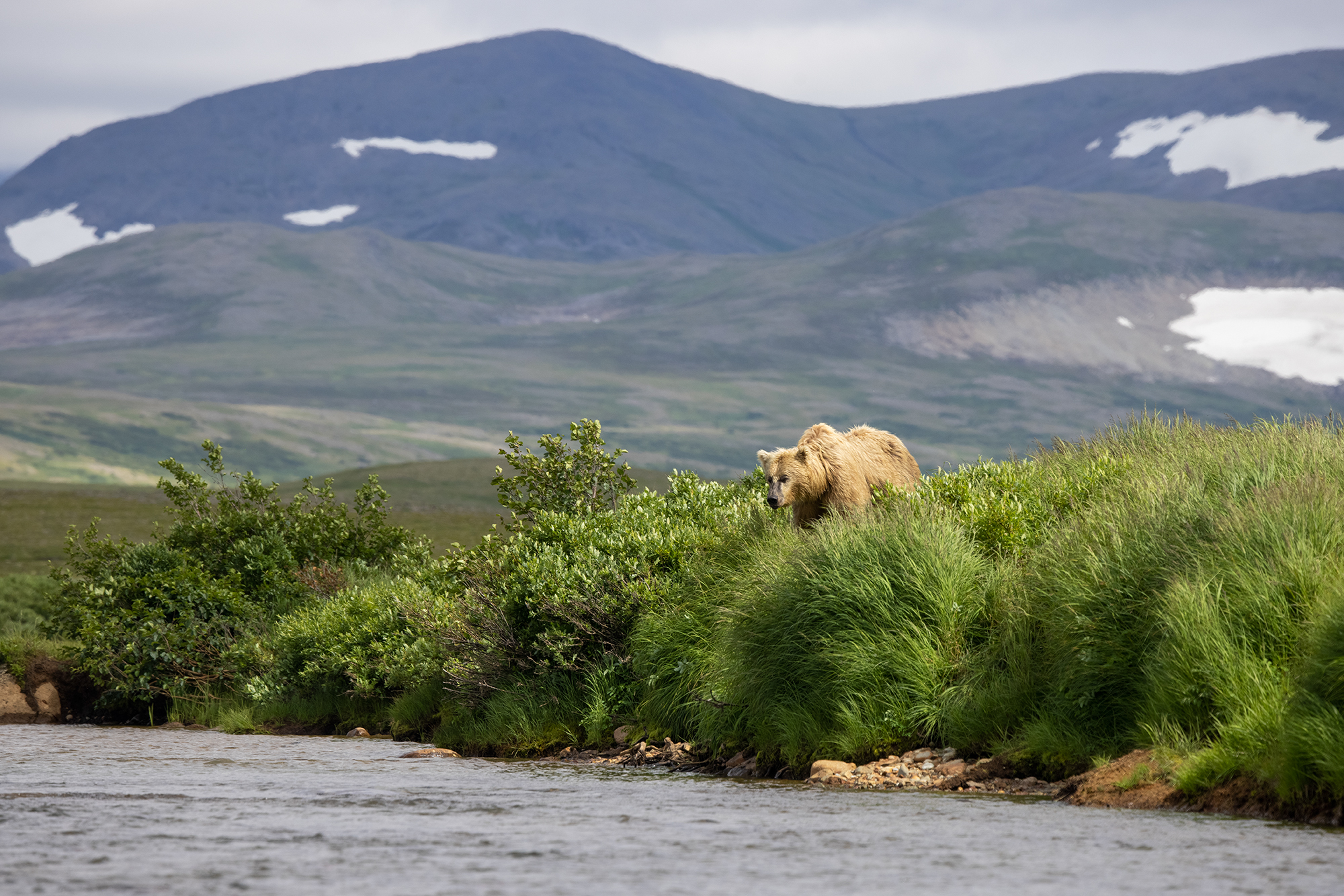 Grizzly - Alaska