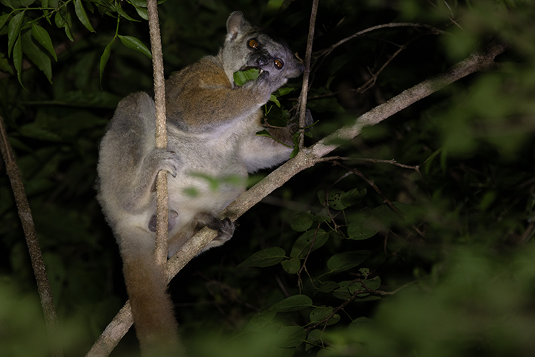 Madagascar Kirindy Lepilemur