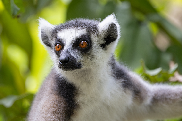 Madagaskar Portrait Katta