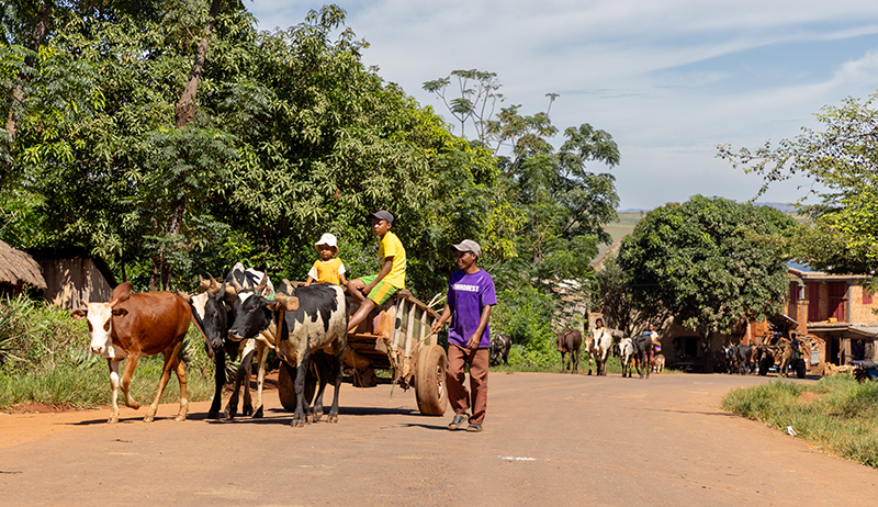 Madagascar street oxcarts