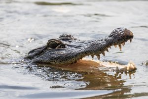 Atchafalaya Alligator Wasser