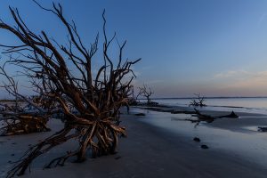 Jekyll Island Driftwood