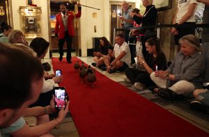 Memphis Peabody Ducks