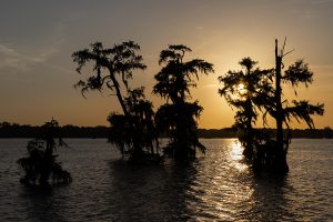 Sumpf Mississippi Zypresse Sonnenuntergang