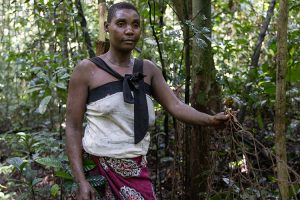 Congo Pygmy hunting