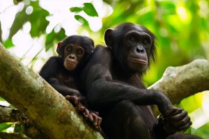 Bonobo Rainforest Portrait