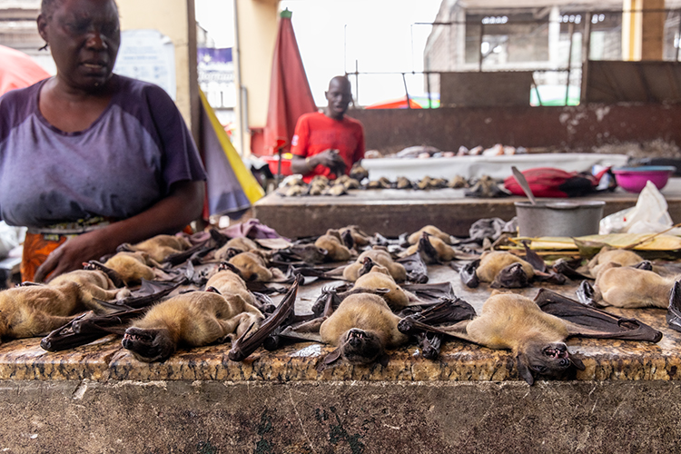 bushmeat Brazzaville Congo
