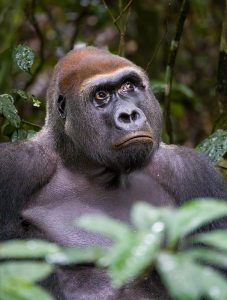 Westlicher Flachland Gorilla