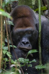 Gorilla - Congo - Forest