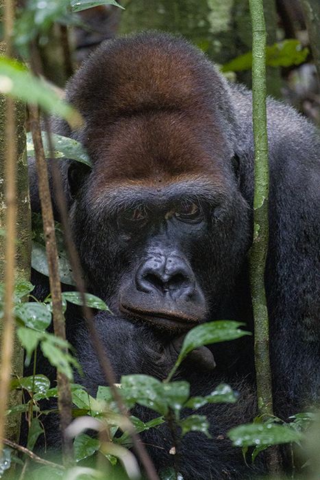 Gorilla - Congo - Forest