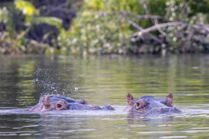 Congo River hippos