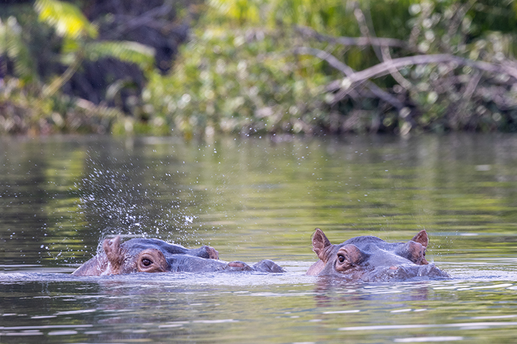 Congo River hippos