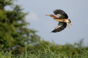 Little Bittern Congo