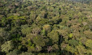 Aerial Rainforest Kongo