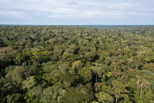 drone rainforest congo